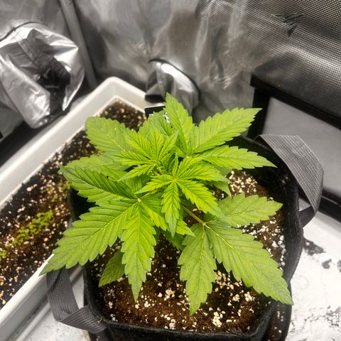 Purple Lemonade growlog timeline photo