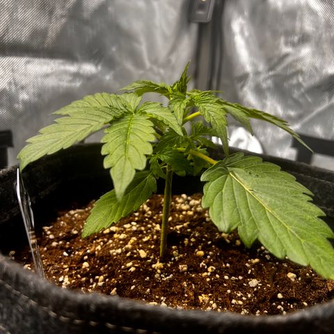 Purple Lemonade growlog timeline photo