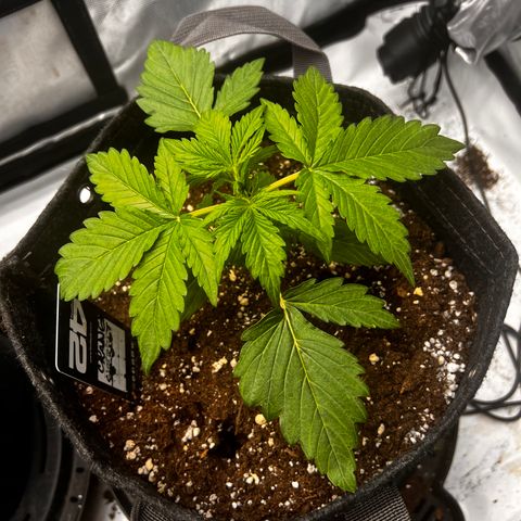 Purple Lemonade growlog timeline photo