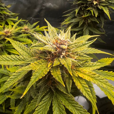 Purple Lemonade growlog timeline photo