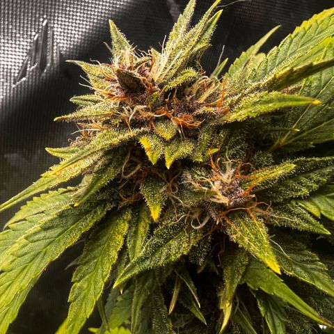 Purple Lemonade growlog timeline photo