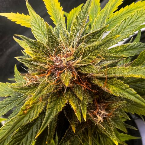 Purple Lemonade growlog timeline photo
