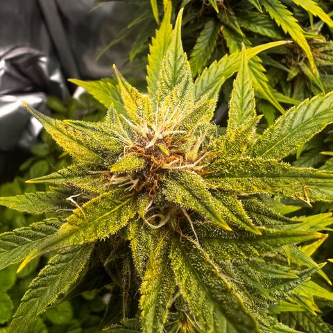 Purple Lemonade growlog timeline photo