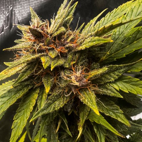 Purple Lemonade growlog timeline photo