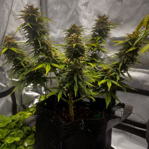 Purple Lemonade growlog timeline photo