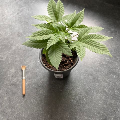 Cookies Gelato growlog timeline photo
