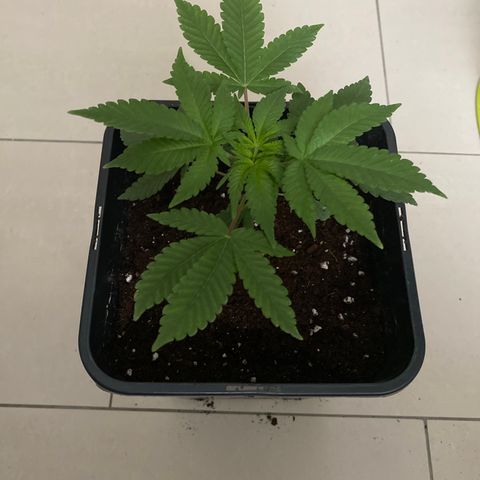 Cookies Gelato growlog timeline photo