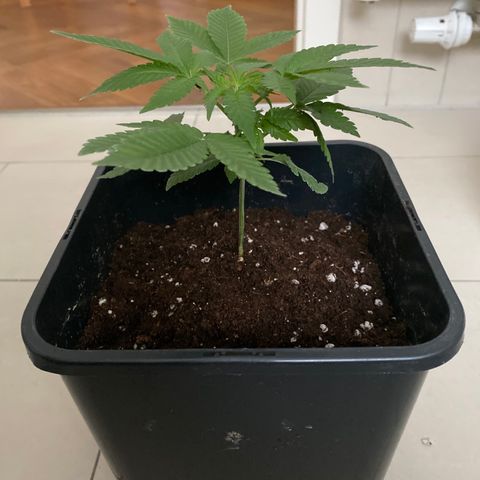 Cookies Gelato growlog timeline photo