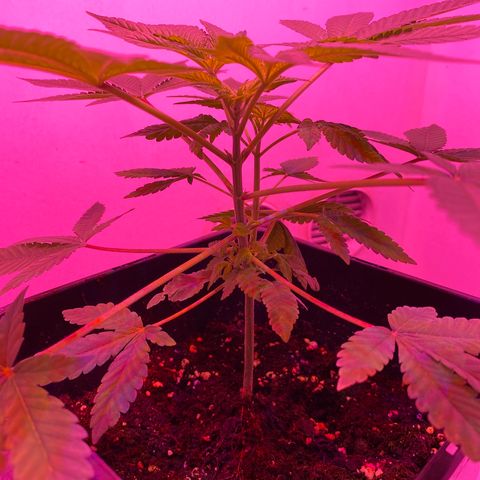 Cookies Gelato growlog timeline photo