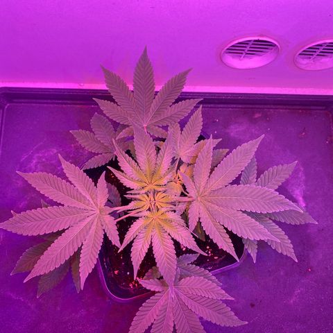 Cookies Gelato growlog timeline photo