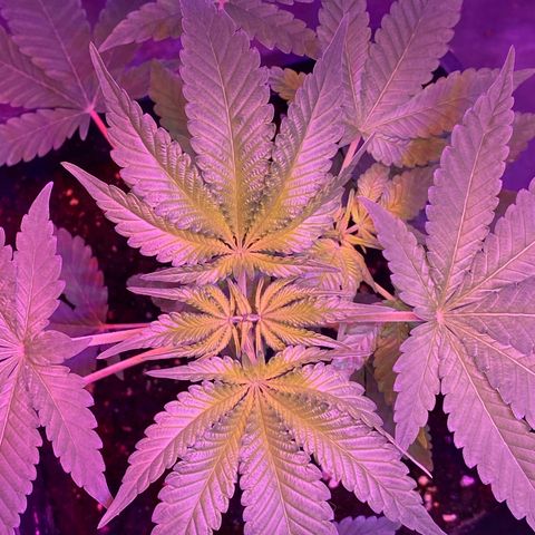Cookies Gelato growlog timeline photo