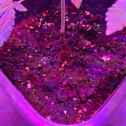 Cookies Gelato growlog timeline photo