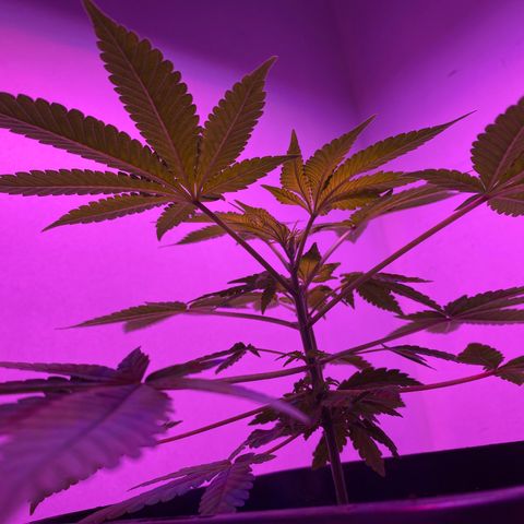 Cookies Gelato growlog timeline photo