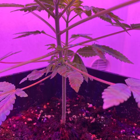Cookies Gelato growlog timeline photo