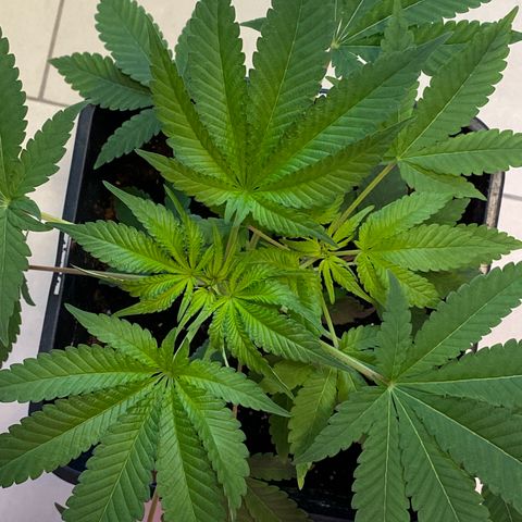 Cookies Gelato growlog timeline photo