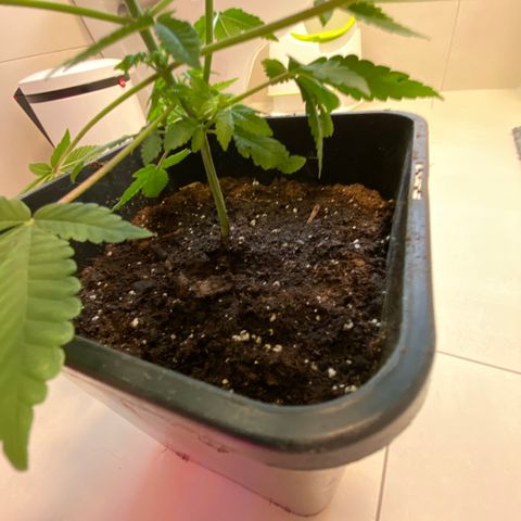 Cookies Gelato growlog timeline photo