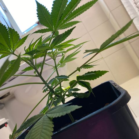 Cookies Gelato growlog timeline photo