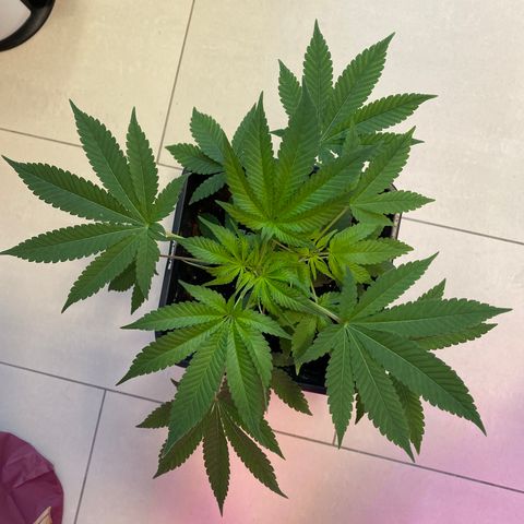 Cookies Gelato growlog timeline photo