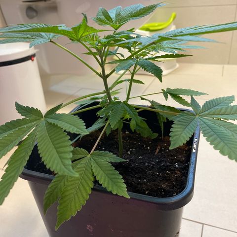 Cookies Gelato growlog timeline photo