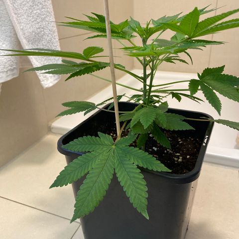 Cookies Gelato growlog timeline photo