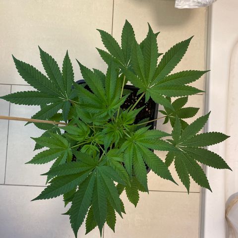 Cookies Gelato growlog timeline photo