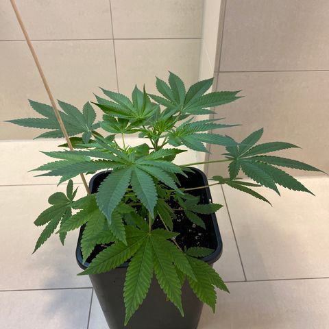 Cookies Gelato growlog timeline photo