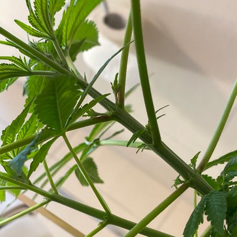 Cookies Gelato growlog timeline photo