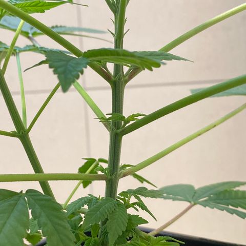 Cookies Gelato growlog timeline photo