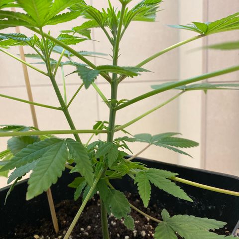 Cookies Gelato growlog timeline photo