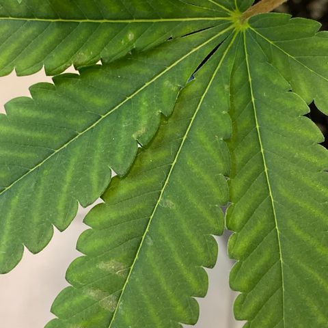 Cookies Gelato growlog timeline photo