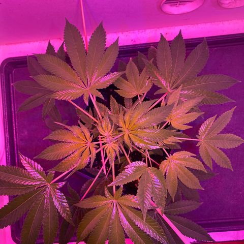 Cookies Gelato growlog timeline photo
