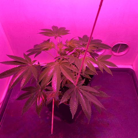 Cookies Gelato growlog timeline photo