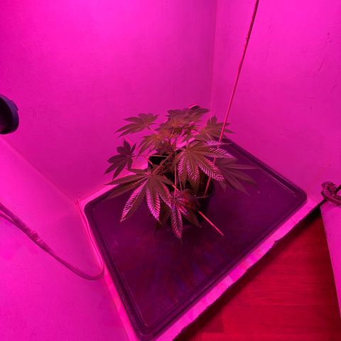 Cookies Gelato growlog timeline photo