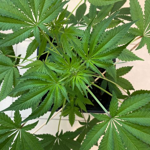 Cookies Gelato growlog timeline photo
