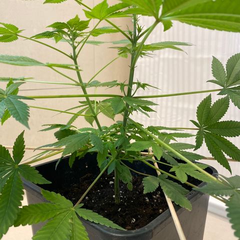 Cookies Gelato growlog timeline photo