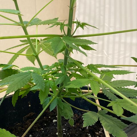 Cookies Gelato growlog timeline photo