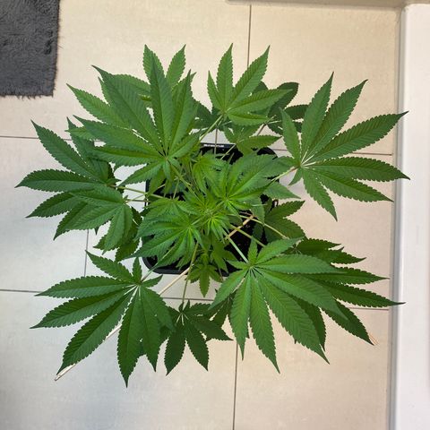 Cookies Gelato growlog timeline photo