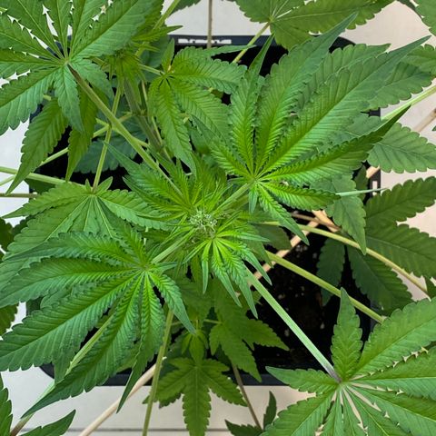 Cookies Gelato growlog timeline photo