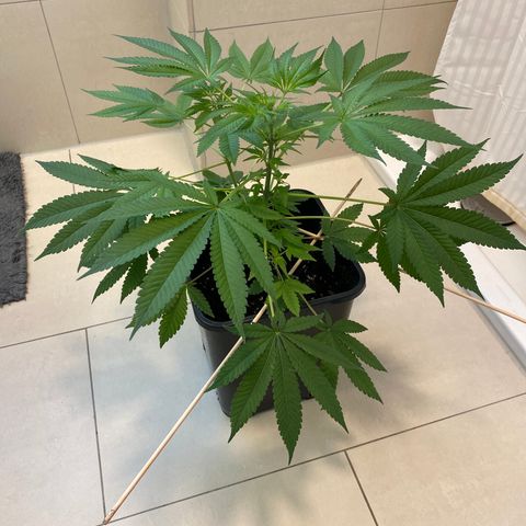 Cookies Gelato growlog timeline photo