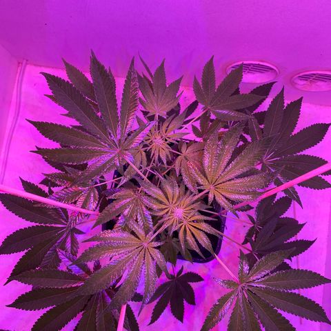 Cookies Gelato growlog timeline photo