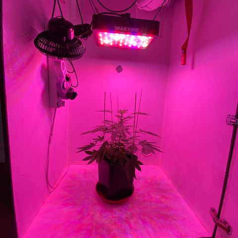 Cookies Gelato growlog timeline photo