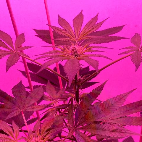 Cookies Gelato growlog timeline photo