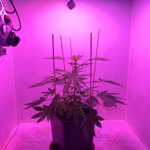 Cookies Gelato growlog timeline photo