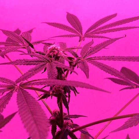 Cookies Gelato growlog timeline photo