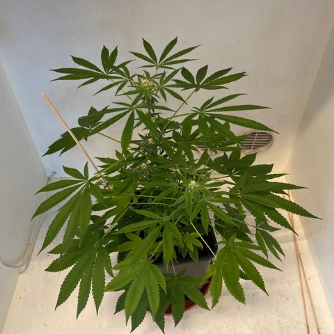 Cookies Gelato growlog timeline photo