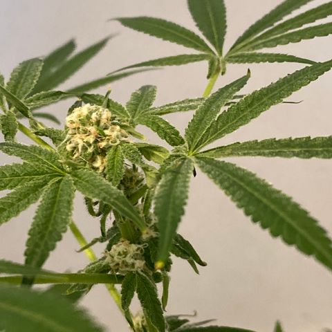Cookies Gelato growlog timeline photo