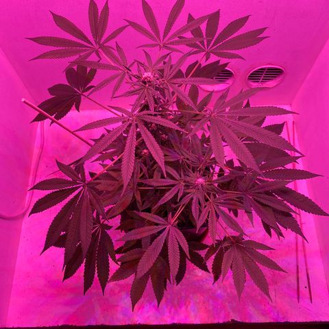 Cookies Gelato growlog timeline photo