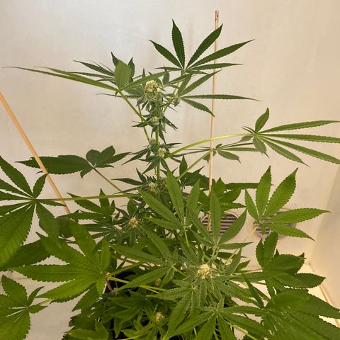Cookies Gelato growlog timeline photo