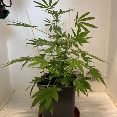 Cookies Gelato growlog timeline photo