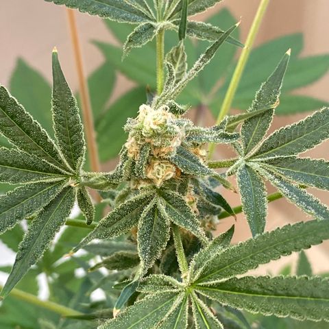 Cookies Gelato growlog timeline photo